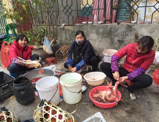 Cách vặt lông gà truyền thống với những dụng cụ vặt lông gà cồng kềnh, không đem lại hiệu quả cao