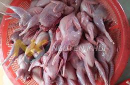 Hiệu năng làm việc cao; tỷ lệ làm sạch tối ưu