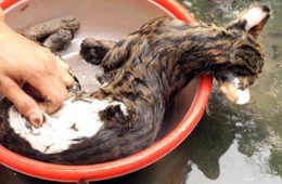 Cách vặt lông mèo nhanh sạch, không cần dùng hóa chất