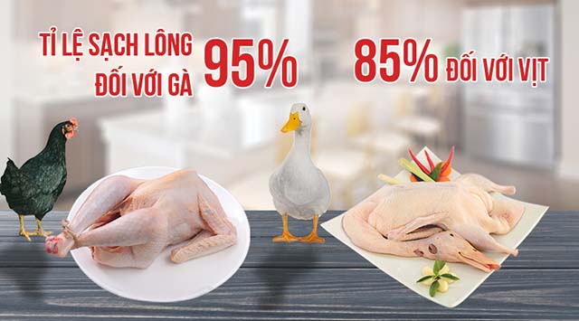 Cách vặt lông gà bằng máy hiện đại