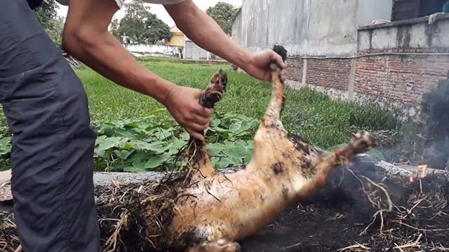 Làm lông chó bằng cách thui lửa, cách vặt lông chó nhanh nhất