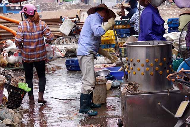 Review máy vặt lông gà thanh lý