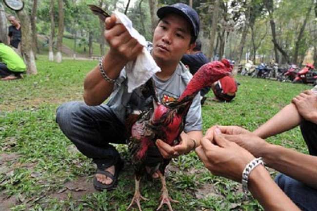 Gà thay lông cần chăm sóc kỹ